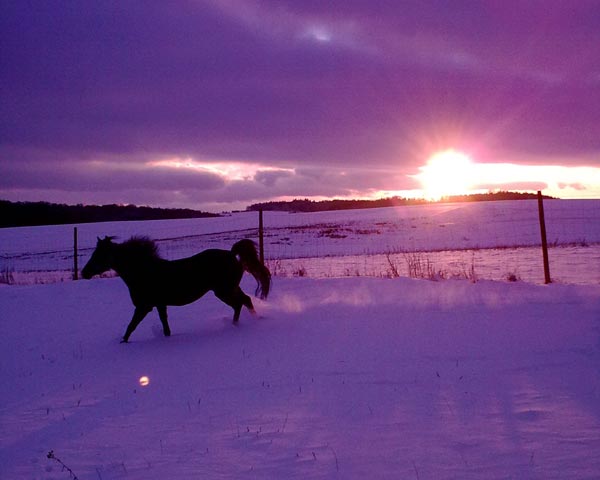 Welsh-B-Pony im Sonnenuntergang
